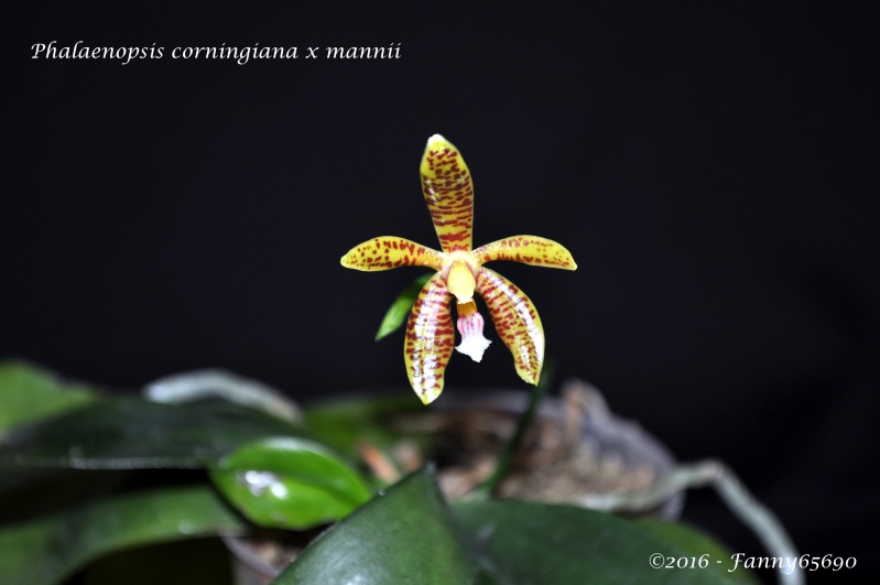 Phalaenopsis corningiana x mannii  Dsc_0130