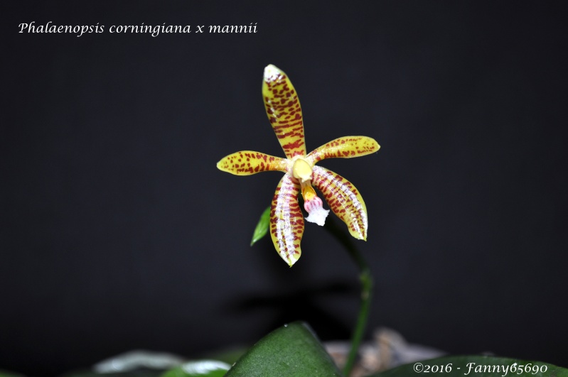 Phalaenopsis corningiana x mannii  Dsc_0131