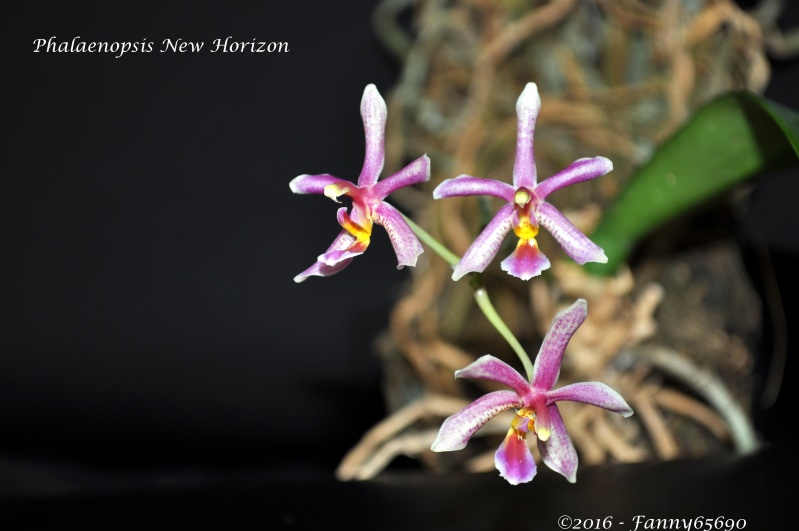 Phalaenopsis New Horizon Dsc_0132