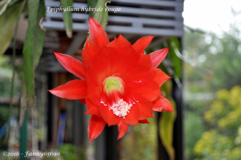 Epiphyllum hybride rouge Dsc_0133