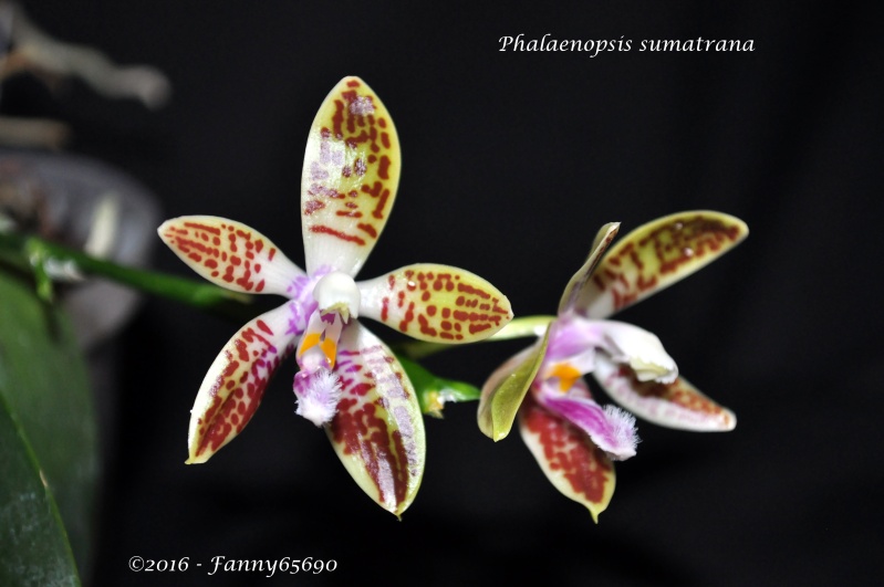 Phalaenopsis sumatrana Dsc_0186