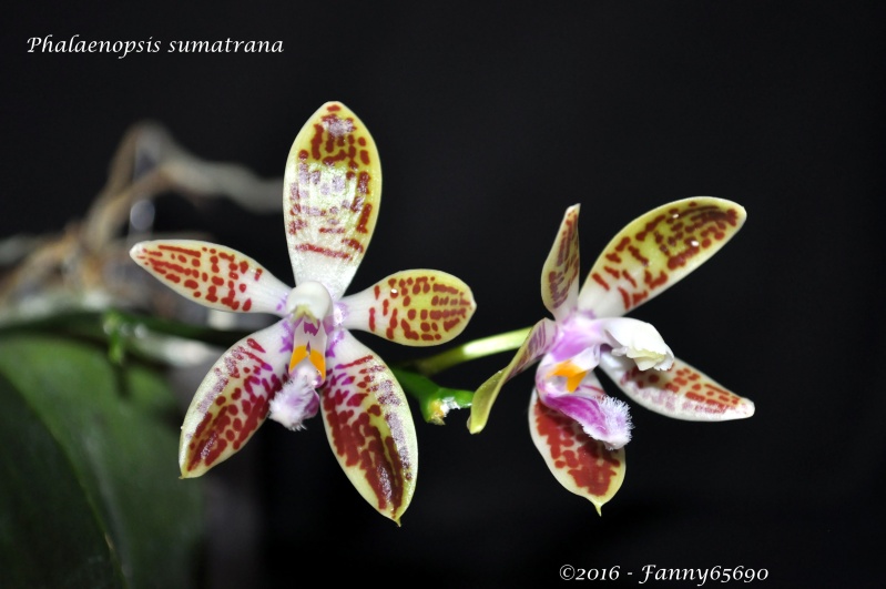 Phalaenopsis sumatrana Dsc_0188