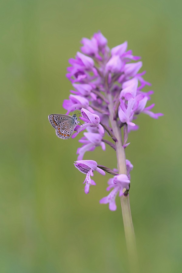 sur son orchidée Dsc06411