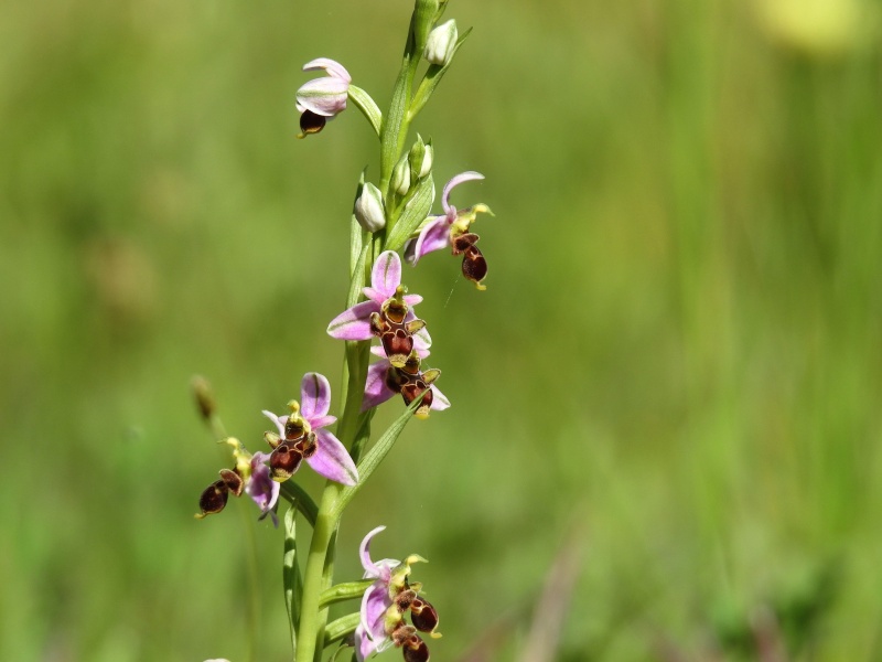 Flore du sud de la France - Page 20 Ophrys13