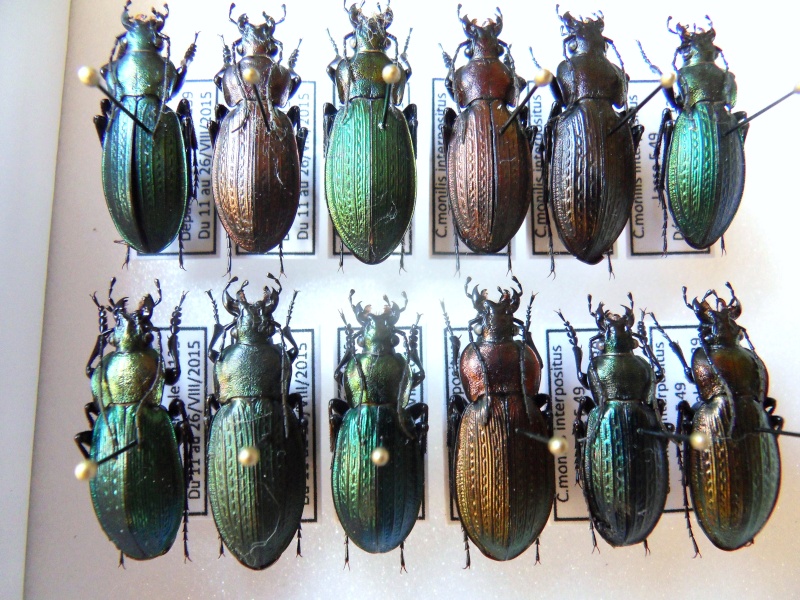 Morphocarabus monilis ssp. interpositus Sdc12611