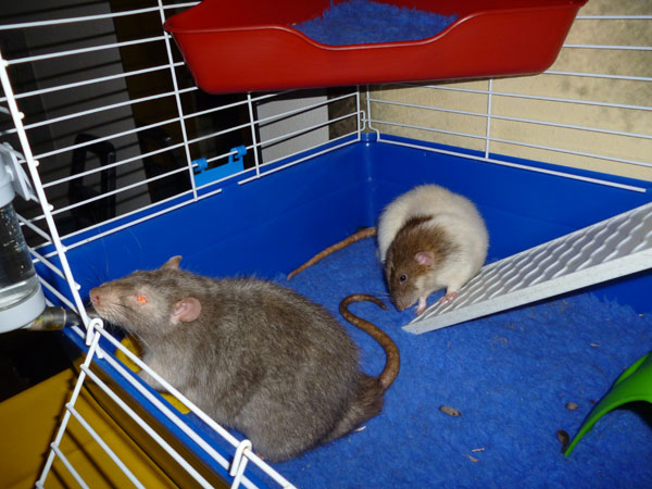  Ces rats sont immense ? ! P1050613