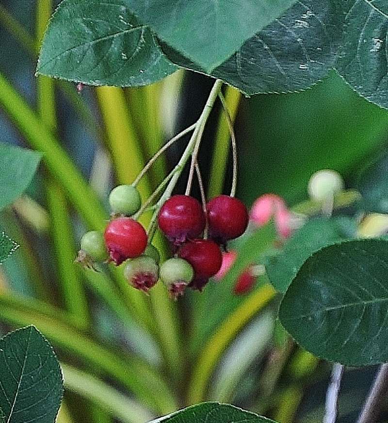 arbustes à petits fruits : myrtillier, cassissier, groseiller 00310