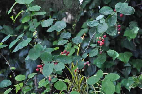 arbustes à petits fruits : myrtillier, cassissier, groseiller 005_6011