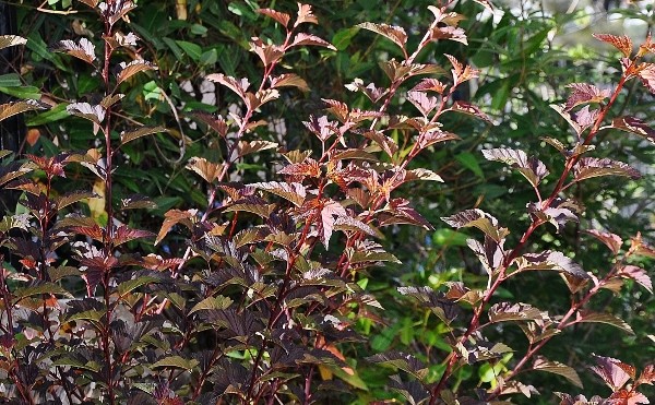Physocarpus opulifolius 054_6014