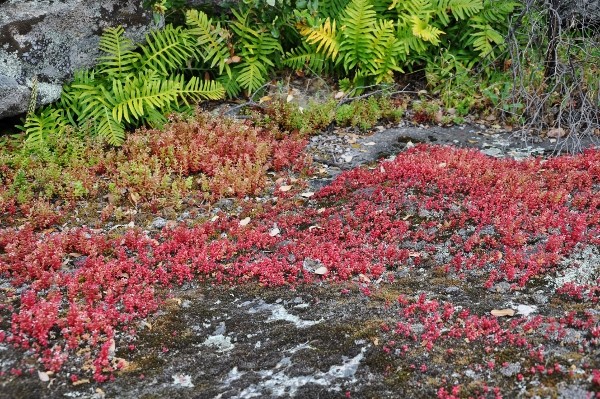 sedum caerulea - Sedum caeruleum - orpin bleu - Page 2 Chez_j14