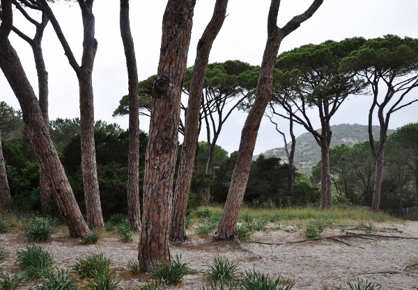 Pinus pinea - pin parasol Corse_10