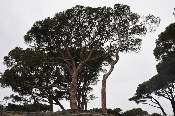 Pinus pinea - pin parasol Corse_13