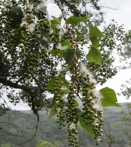 Populus nigra [identification] Flore_12