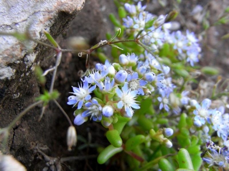 sedum caerulea - Sedum caeruleum - orpin bleu - Page 2 Hyacin10