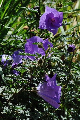 joli mois de mai, le jardin fait à son gré - Page 4 Jardin34