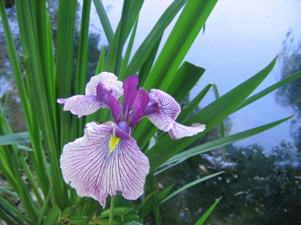 Iris ensata (= Iris kaempferi) - iris du Japon Juin_212