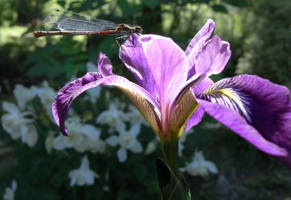 Iris ensata (= Iris kaempferi) - iris du Japon Mai_2016