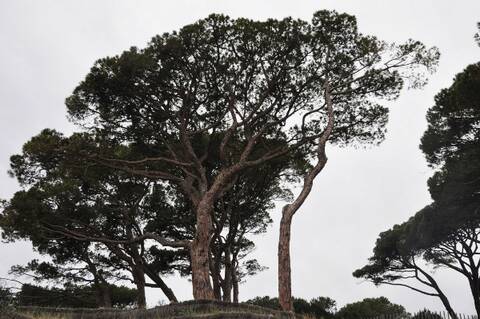 Pinus pinea - pin parasol