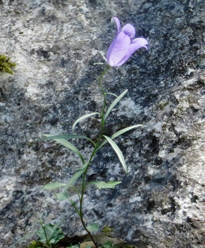 Gorges du Verdon, une flore exceptionnelle (04 & 83) Week_e19