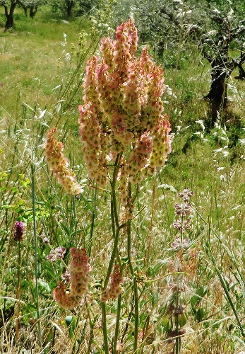 Gorges du Verdon, une flore exceptionnelle (04 & 83) Week_e31