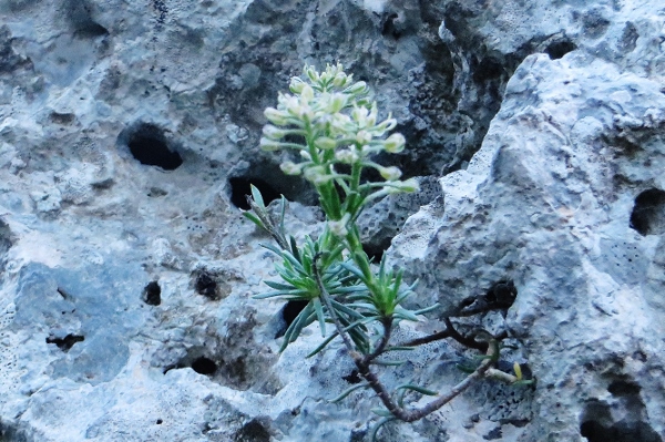 Gorges du Verdon, une flore exceptionnelle (04 & 83) Week_e34