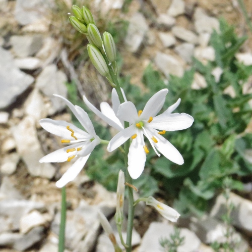 Gorges du Verdon, une flore exceptionnelle (04 & 83) Week_e38