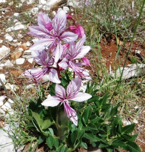 Gorges du Verdon, une flore exceptionnelle (04 & 83) Week_e40