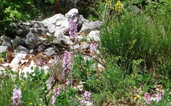 Gorges du Verdon, une flore exceptionnelle (04 & 83) Week_e41