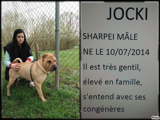 Jocki 3 ans  (57) Refuge de Sarrebourg  Image10