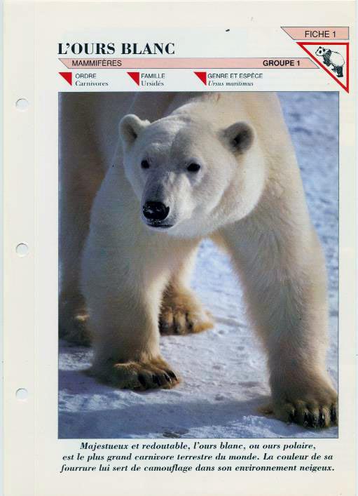 Ursus maritimus : l’ours polaire - Page 3 Fiche10