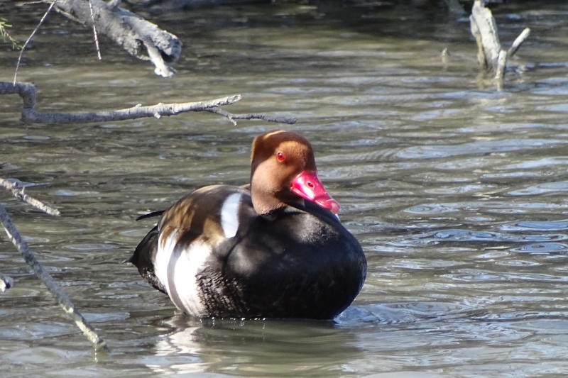 [résolu]Nette rousse ? Dsc04612