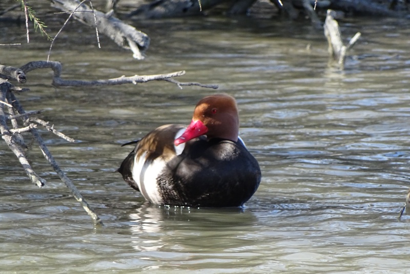 [résolu]Nette rousse ? Dsc04613