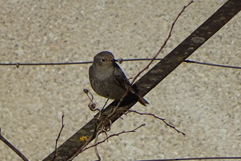 [résolu]Un passereau gris Dsc05110