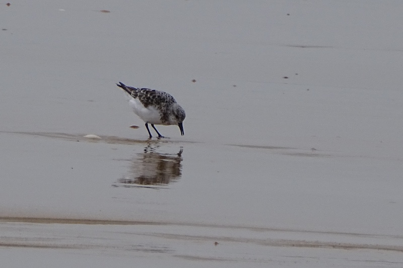 Bécasseau sanderling ? Dsc06415