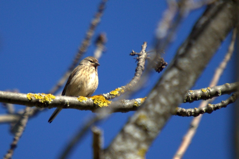 Un passereau gris Img_2012