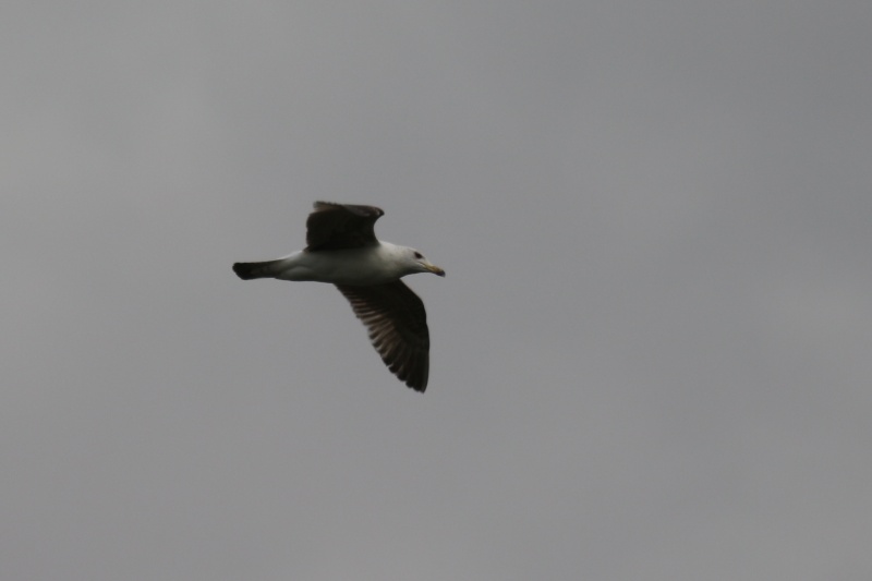 Goéland / mouette Img_3512