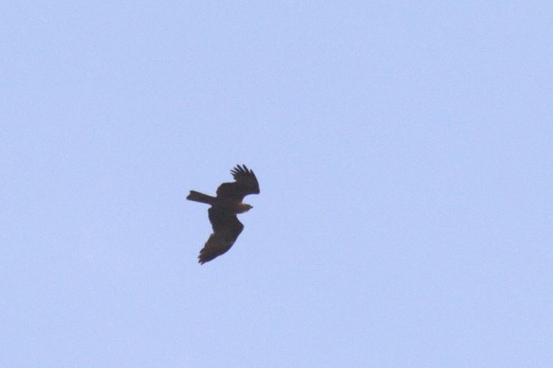 Rapace larzacien Img_5510