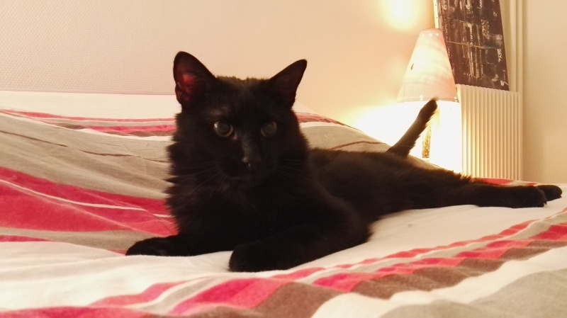 [SAUVETAGE] BASHUNG, européen noir, 2 ans , M, FIV+ Img_2024