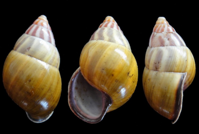 Amphidromus latestrigatus (Schepman, 1892) Amphid10
