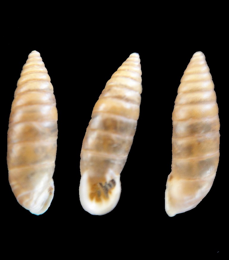 Granaria illyrica (Rossmassler, 1835) Delima10