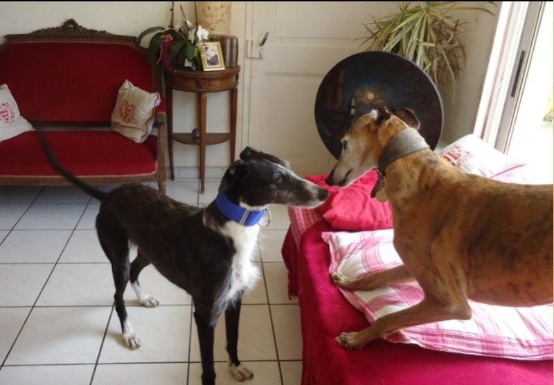 JONATHAN, merveilleux galgo barbu Scooby France  Adopté  Jonath10