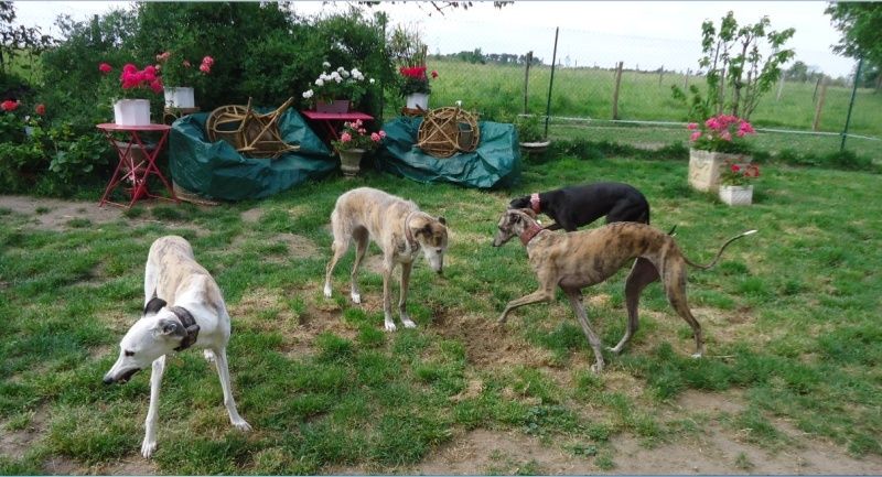 Sevilla tendre et douce galga Scooby France Adoptée - Page 3 Sevill24