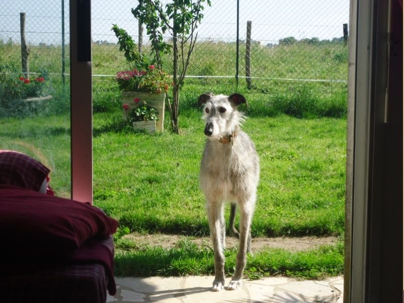 TADEO, barbudo bringé, 3 ans, en accueil chez Laurenciane  Adoptée  - Page 11 Tadeo512