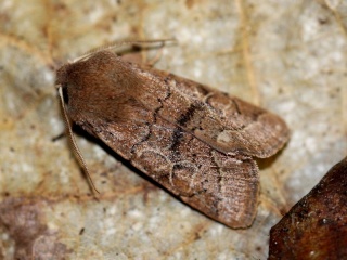 Chasse de nuit du 10/04/16 (XU03) Img_1712