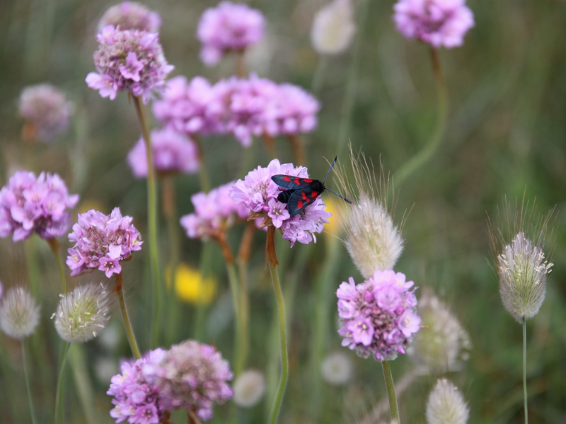 [Zygaena trifolii] C'est le moment de rechercher les Zygènes Img_4310