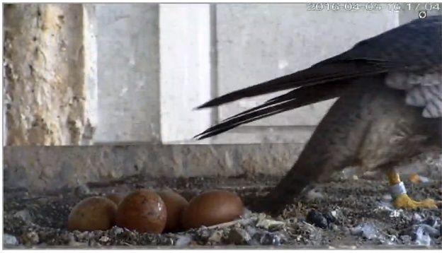 Bruxelles: la naissance des bébés faucons Faucon12