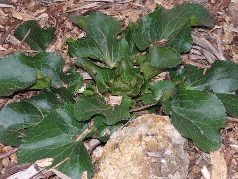 Eryngium (panicaut) Dsc03224