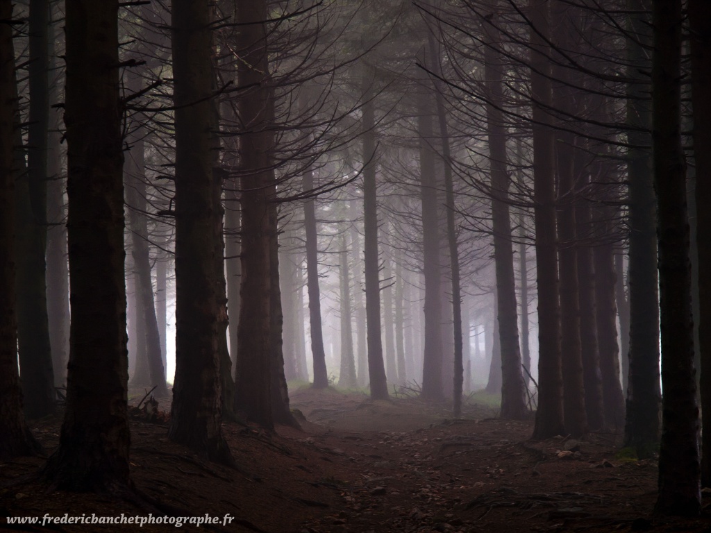 forêt fantasmagorique Foryt_10