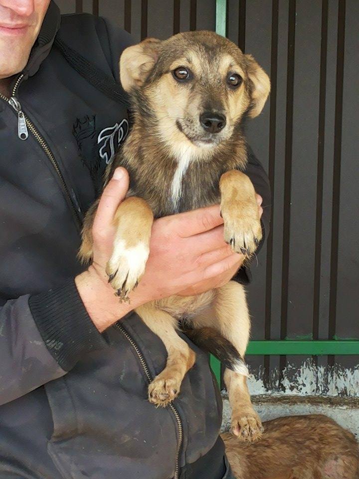 GALIPETTE, chiot femelle, née environ déc 2015 - REMEMBER ME LAND - adoptée par Valérie (dpt67)  13141011