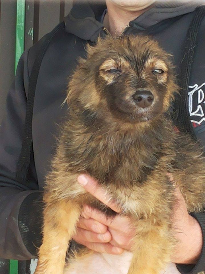 LOULA, chiot femelle, née environ juillet/aout 2015 - REMEMBER ME LAND - adoptée par Céline (dpt67) 13152613